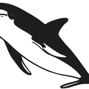 AR DOLPIN 13 RC Thumbnail