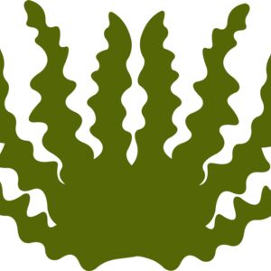 Sea Plant 2 Thumbnail